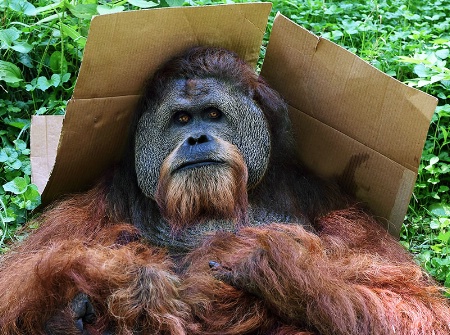 Butch And His Box