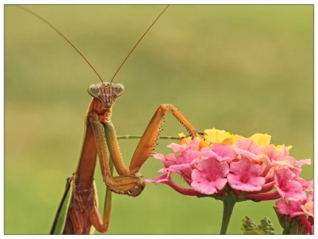 praying mantis