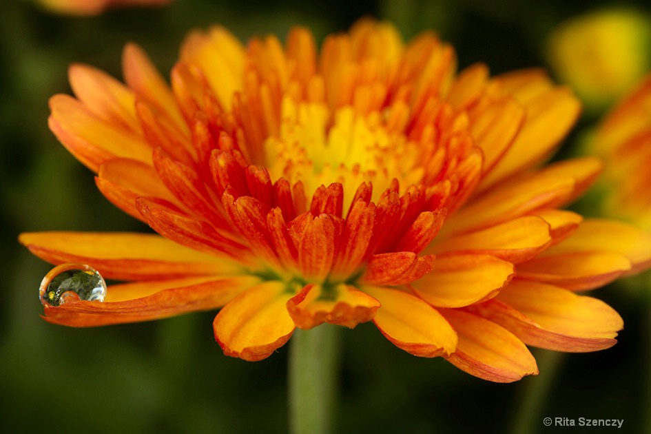 Orange flower