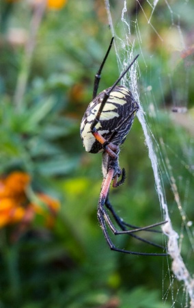 black and yellow garden spider