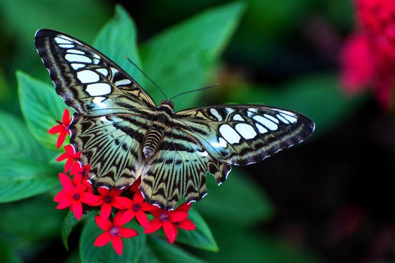 Callaway Butterfly 