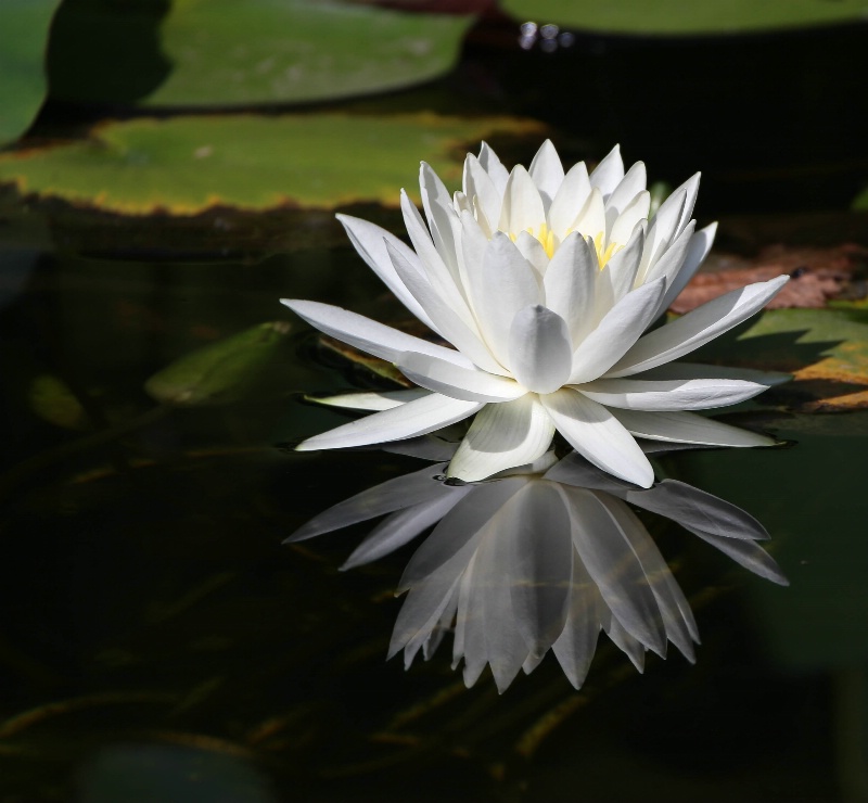 Water Lily