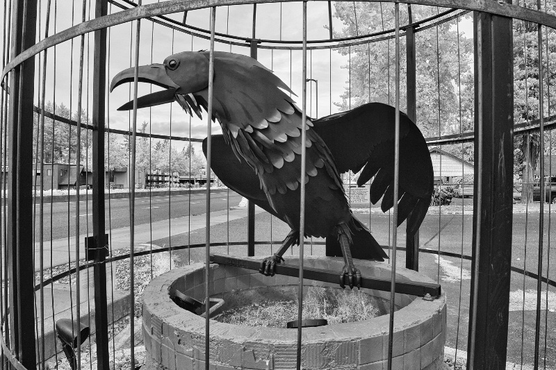 Kenmore Crow