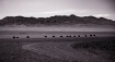 The Gobi Desert