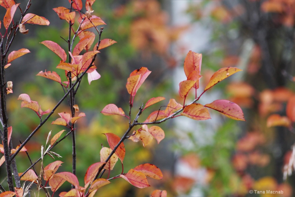 Colors of Fall