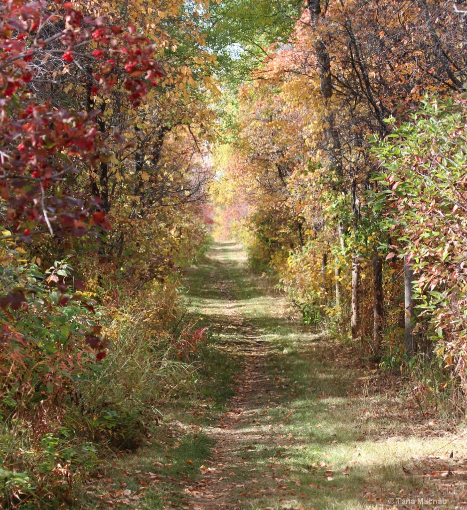 Down the Garden Path