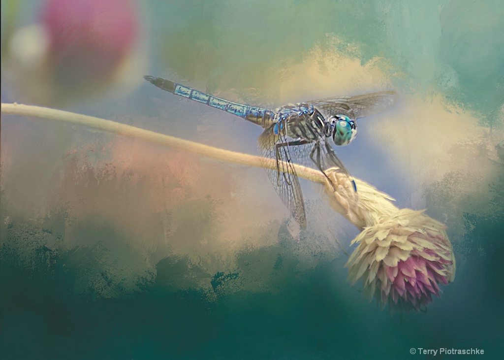 Picking Flowers - ID: 15230647 © Terry Piotraschke