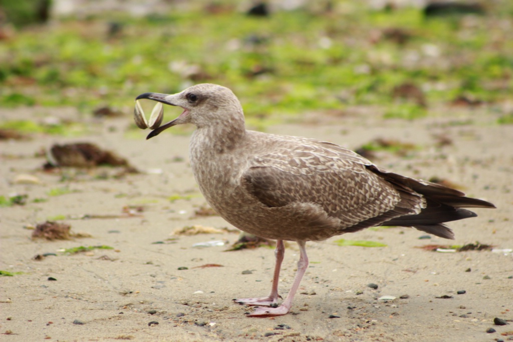Sand Bird with Shell in its Beak