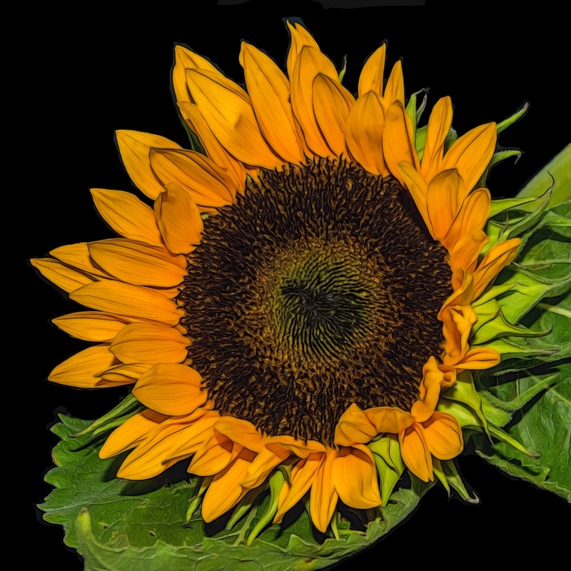 Sunflower On Black