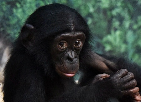 Young Bonobo