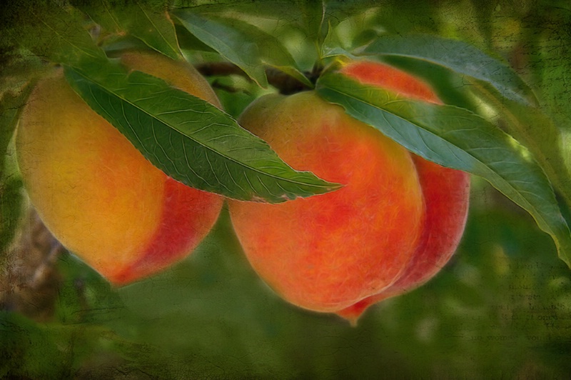 How About Them Peaches! Forum)