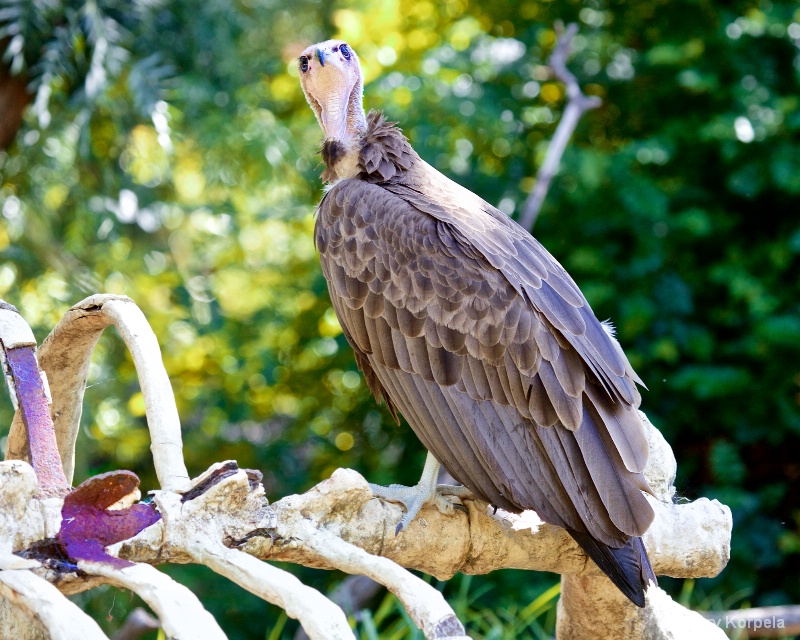 Hooded Vulture - ID: 15230800 © Terry Korpela