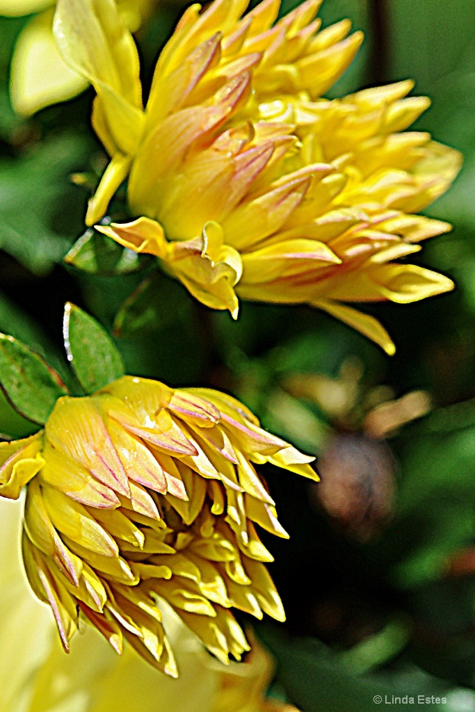 Dahlia Daze - ID: 15230896 © Linda Estes