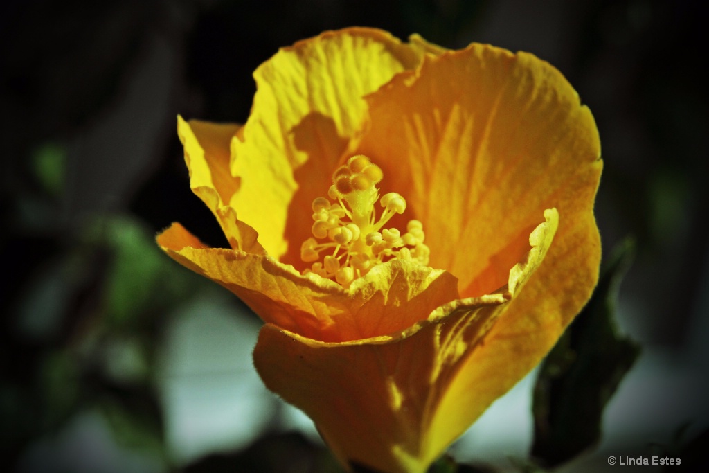 Early Morn Hibiscus - ID: 15231160 © Linda Estes