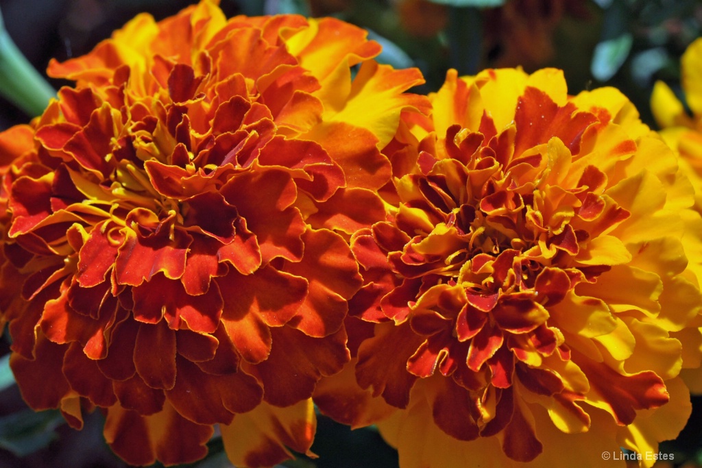 Autumn Prelude  - ID: 15231162 © Linda Estes