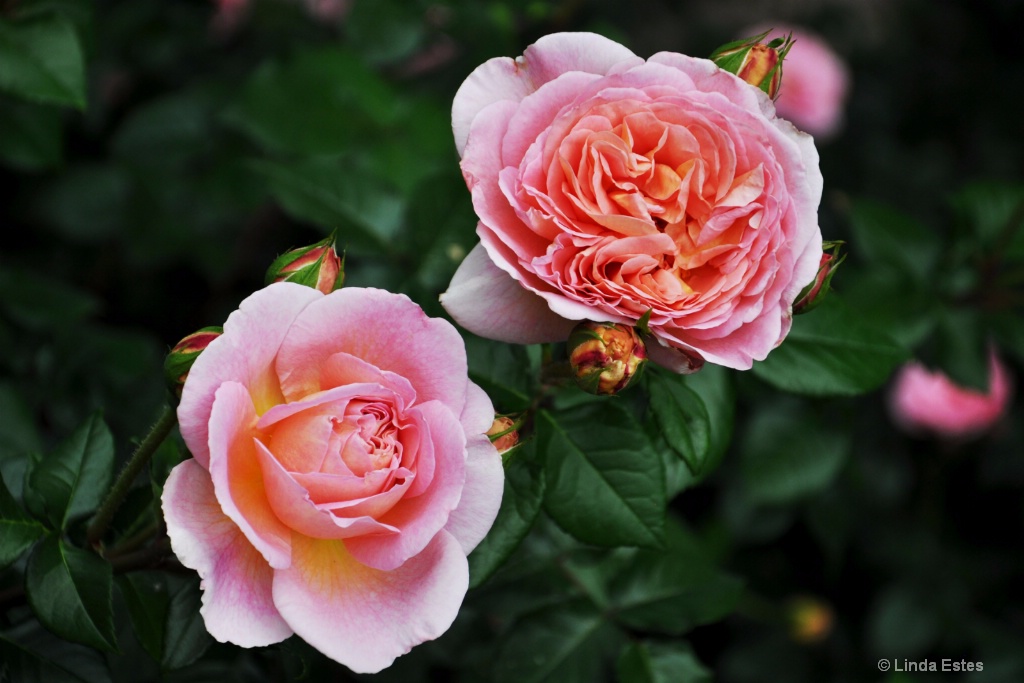 Vintage Roses - ID: 15231163 © Linda Estes