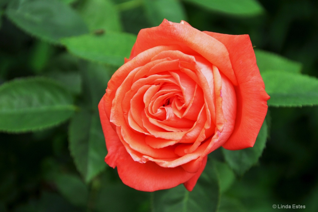 Coral Beauty - ID: 15231164 © Linda Estes