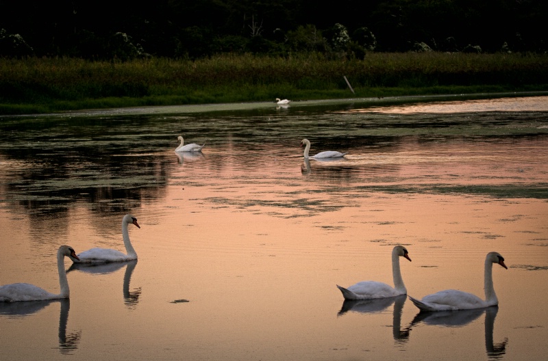 Night Falls on Swan Lake