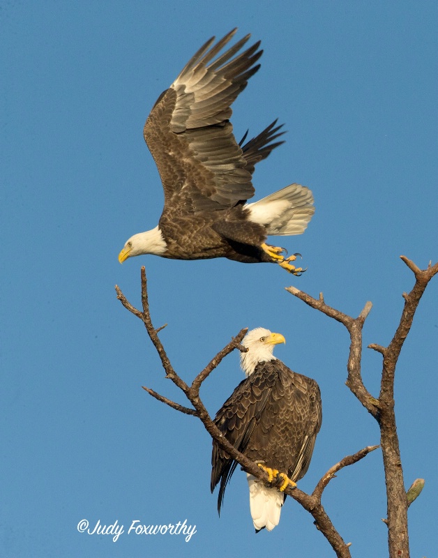 Mr. and Mrs. Bald Eagle