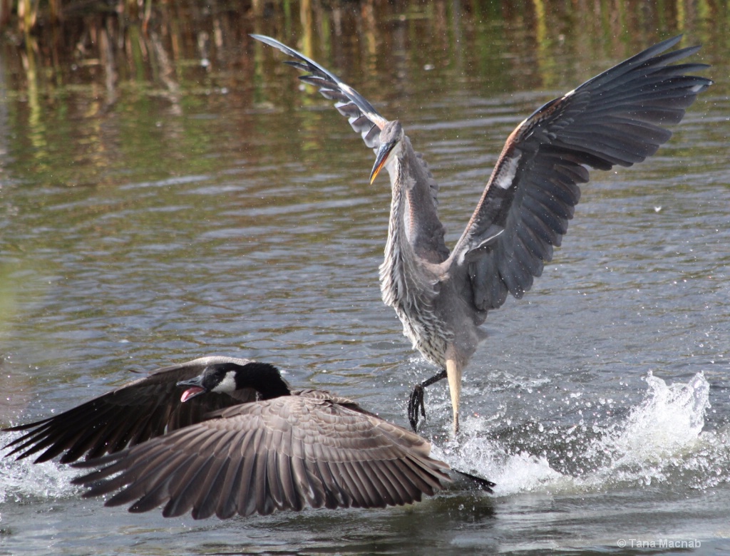 Dancing Heron Ducking Goose
