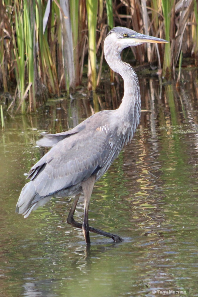 The Great Blue Heron