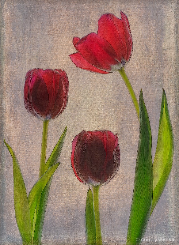 Three Red Tulips