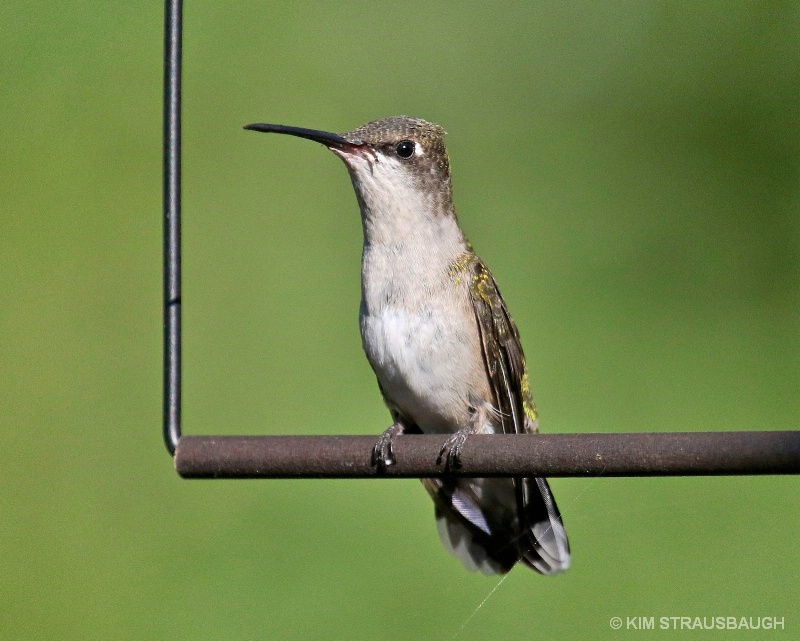 Perched On A Swing