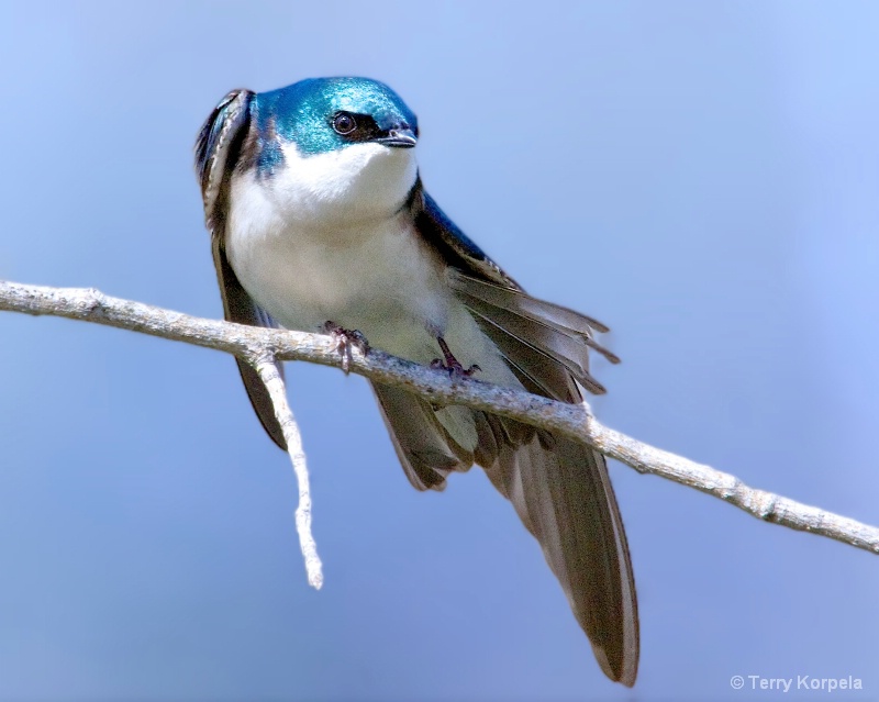 Tree Swallow - ID: 15231798 © Terry Korpela