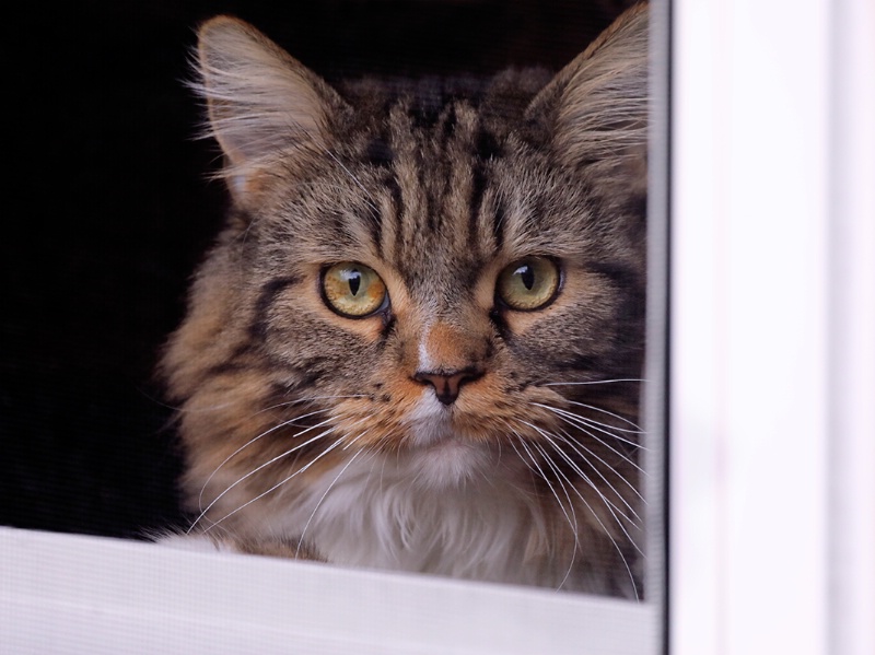 Miranda in the Window