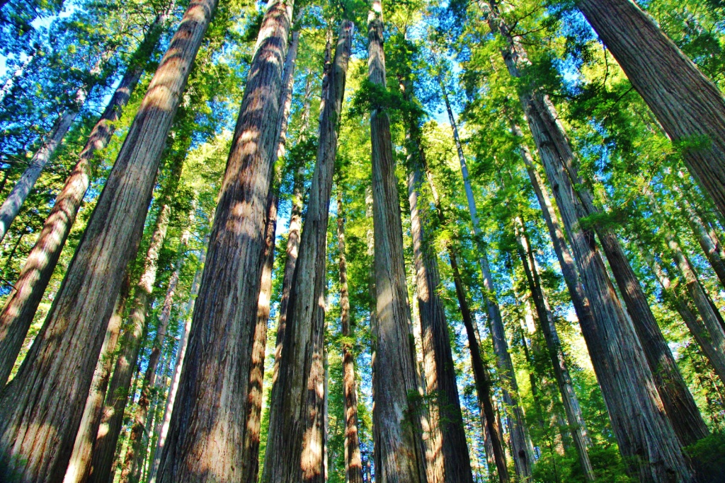 Redwoods Grove