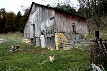 That Old Barn Cat