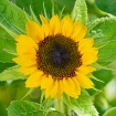 Sunflower in Sept...