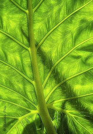 Grass through the leaf