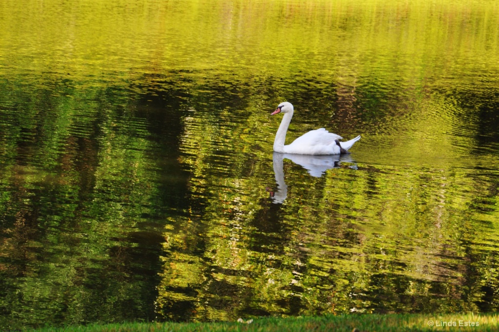 Swan on Golden Pond