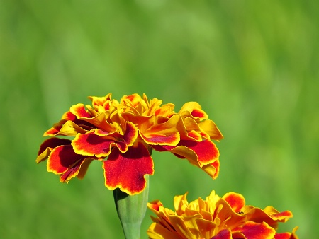 Marigolds in a Sea of Green
