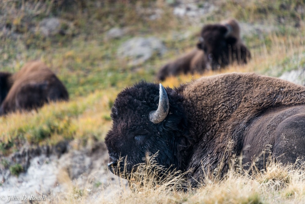 Sleeping Buffalo Yellowstone-1