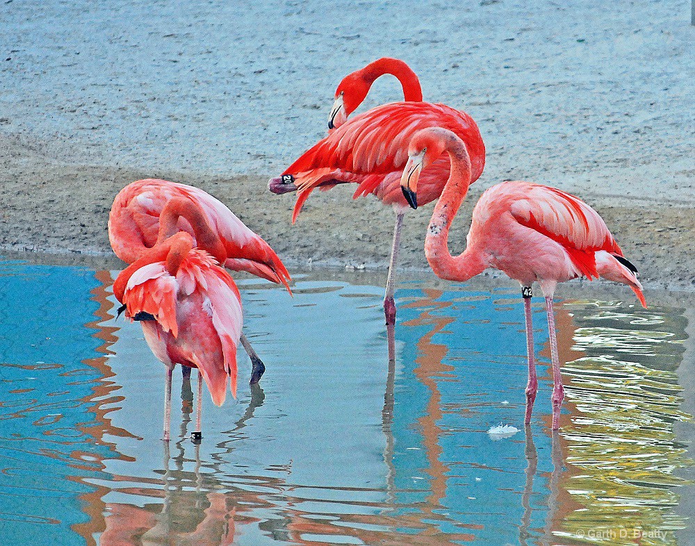 New Flamingo Exhibit - Toledo Zoo