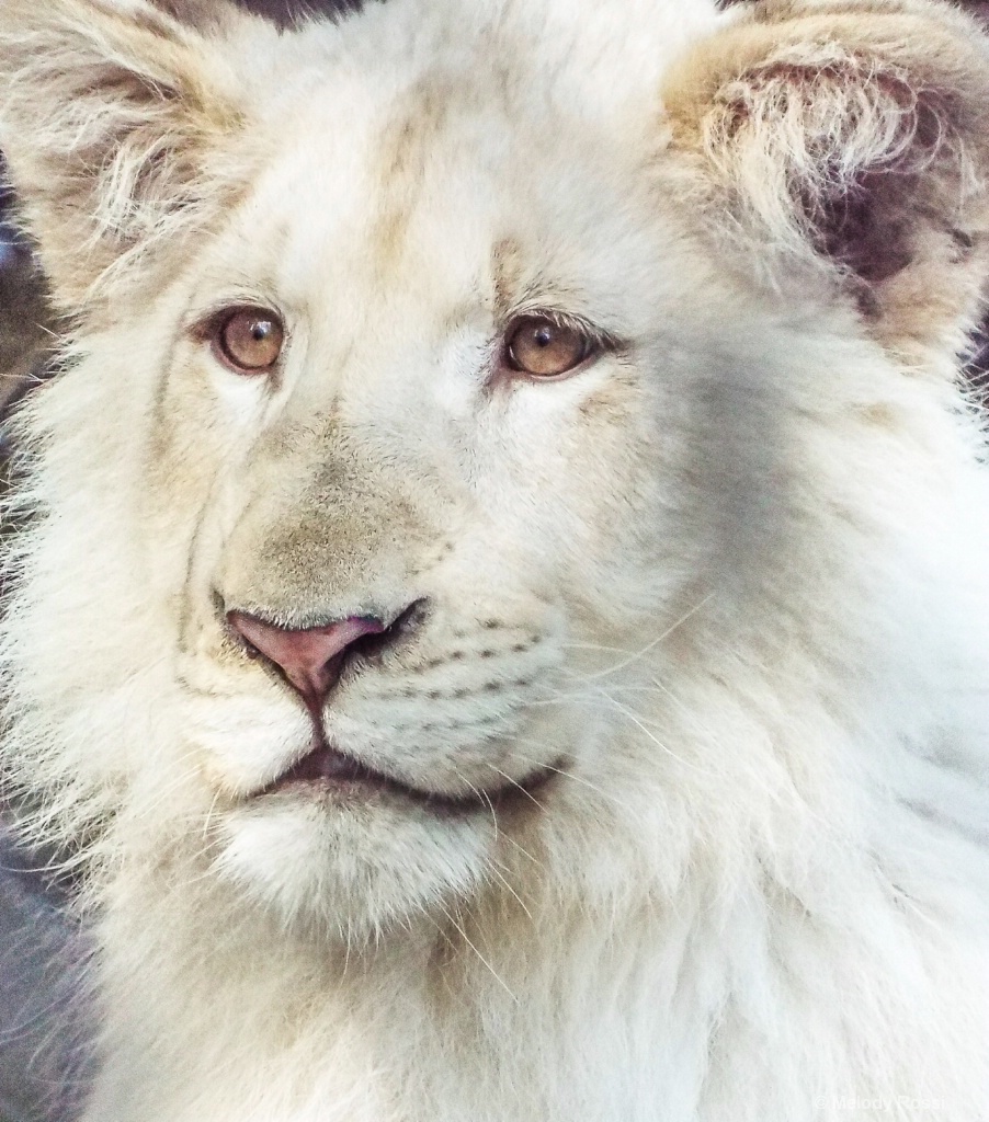 Juvenile White Lion