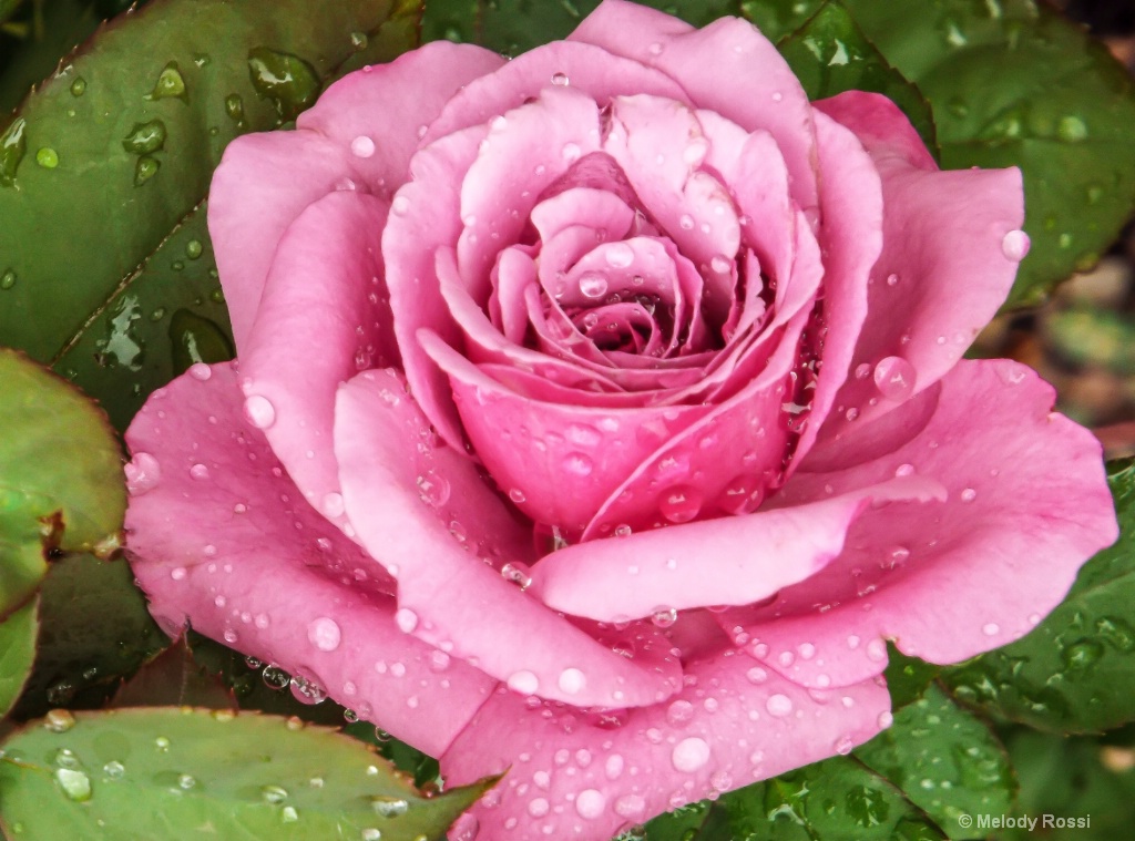 Rain Drenched Pink Rose