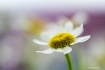 Chamomile