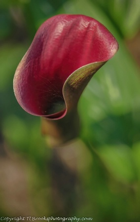 calla 