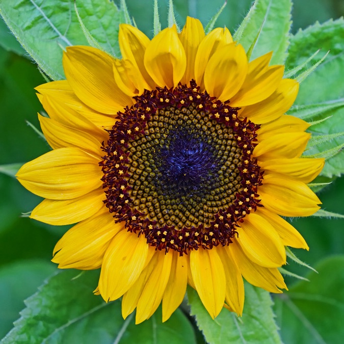 Sunflower revisited