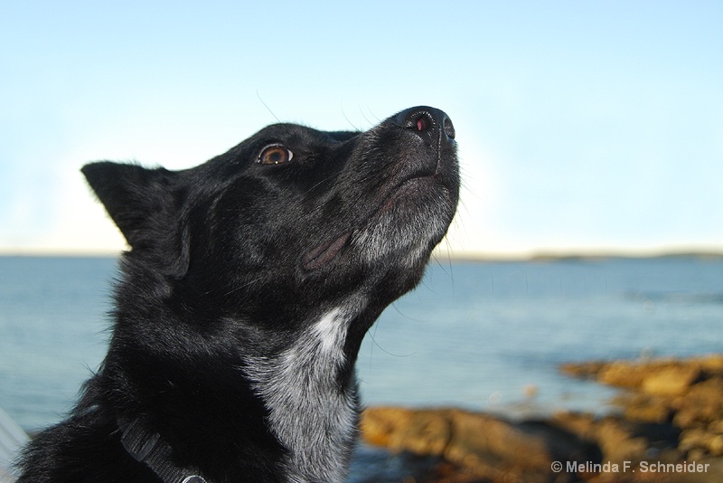 Watching Seagulls