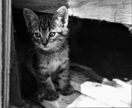 Alley kitten