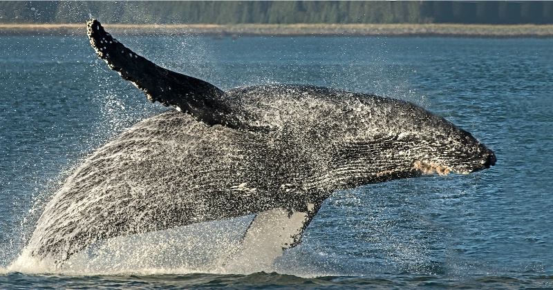 Breeching Humpback  