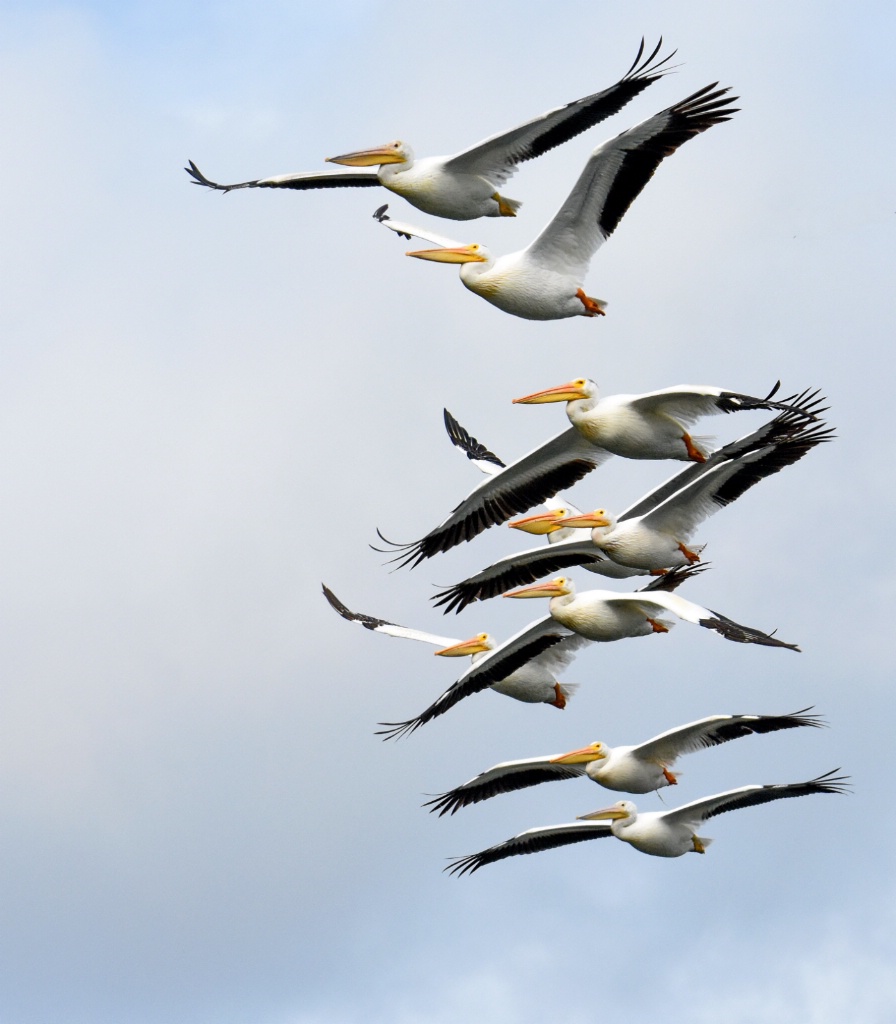 A Phalanx of Pelicans