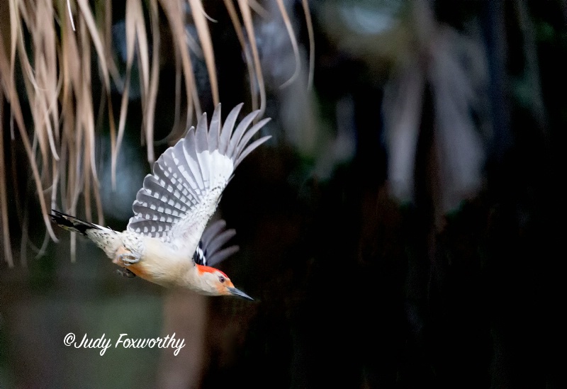 Red-bellied Woodpecker Leaving The Nest 