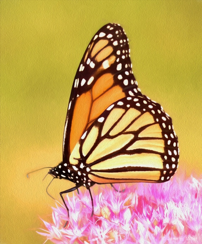 Monarch Painting