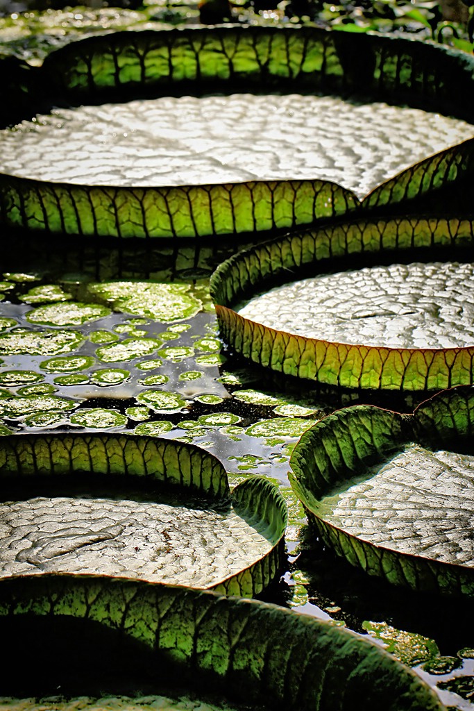 Victoria Amazonica