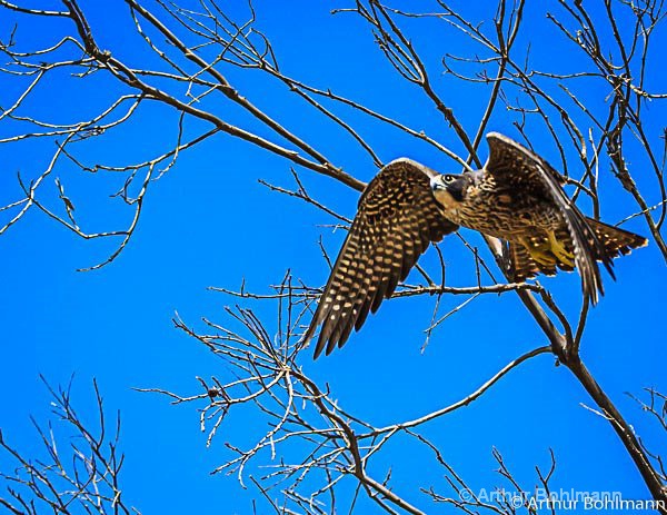 Peregrine Falcon